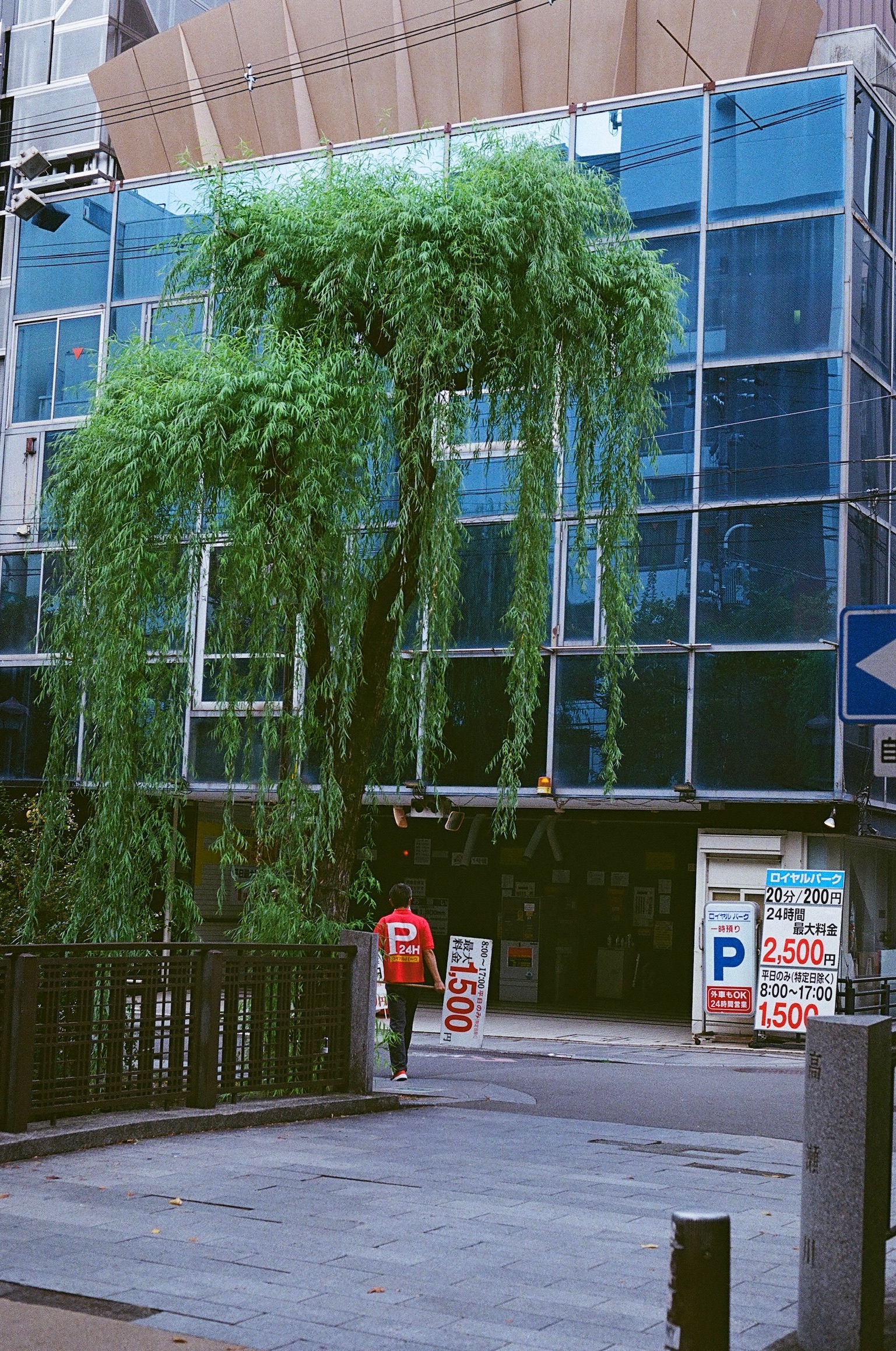 A willow tree and a person walking through a city street