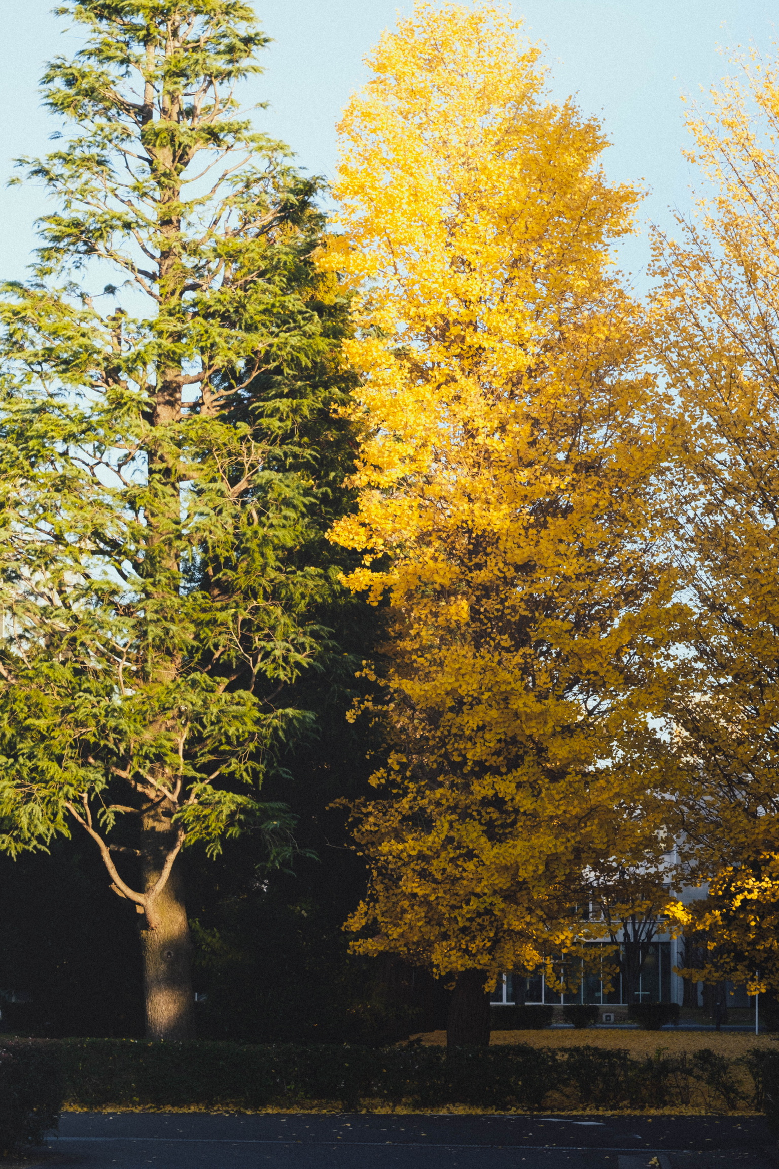 Green and golden trees rising against a pale blue sky