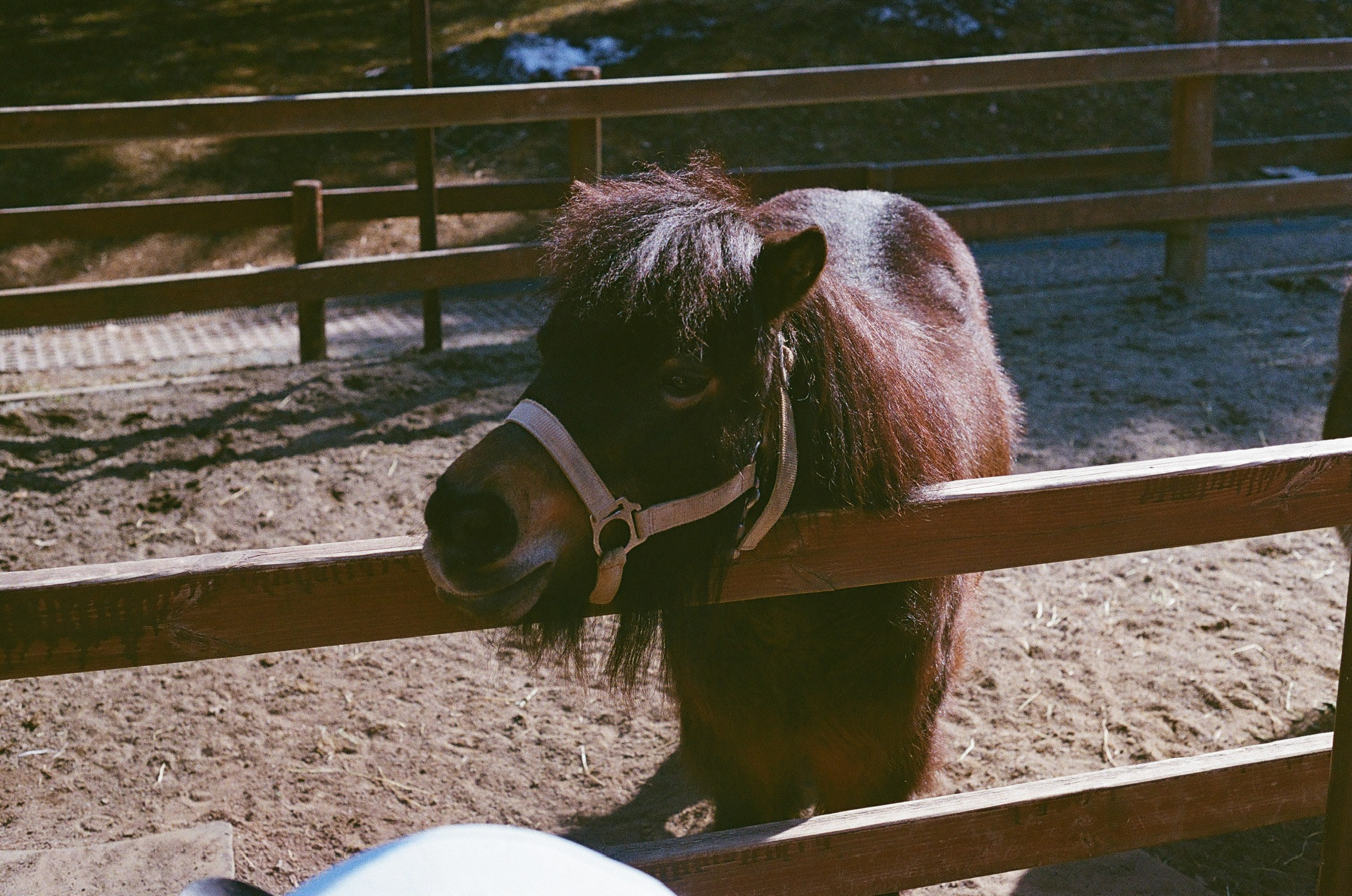 A small brown pony looking through a wooden fence