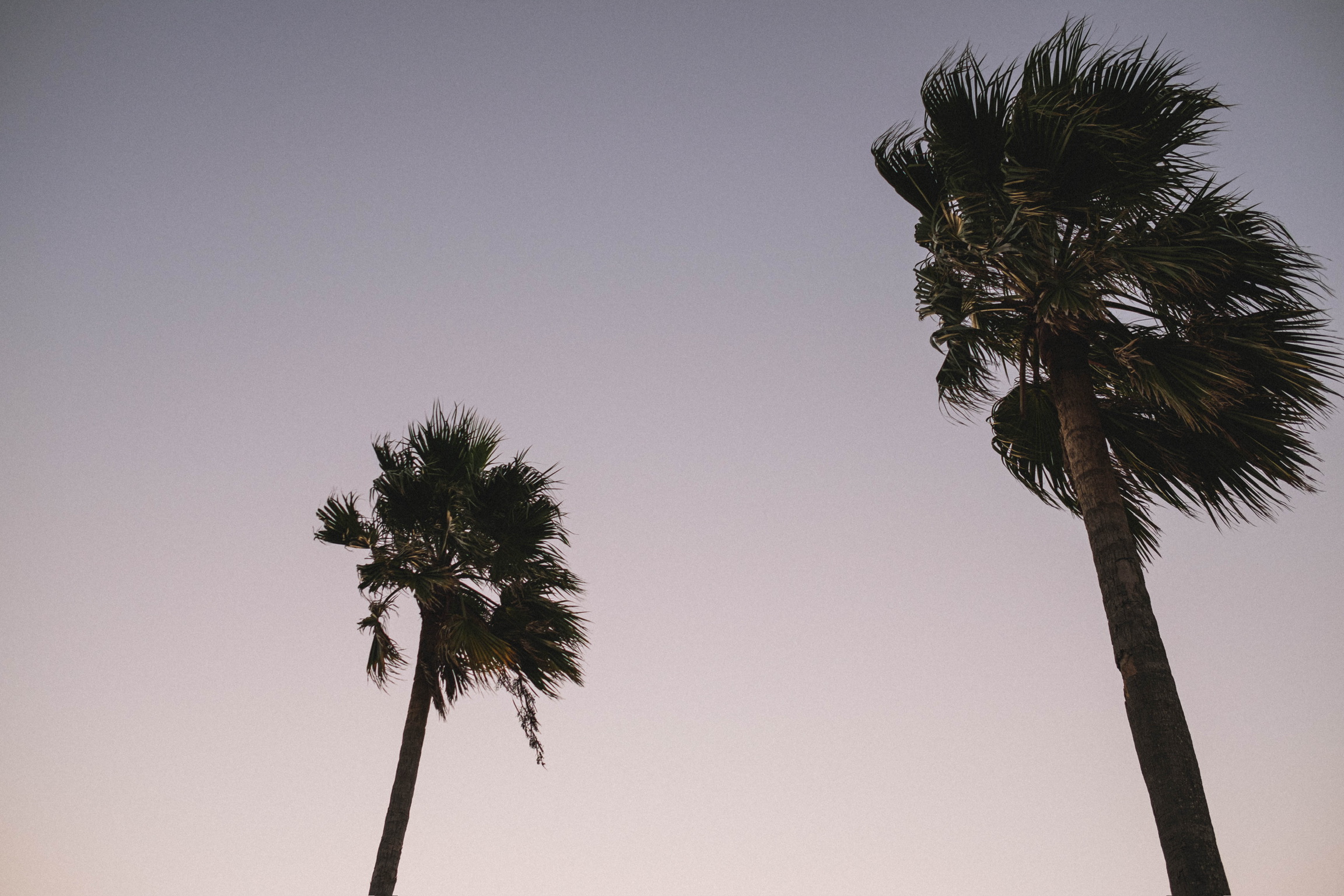 Two palm trees leaning in the wind beneath a pale sky